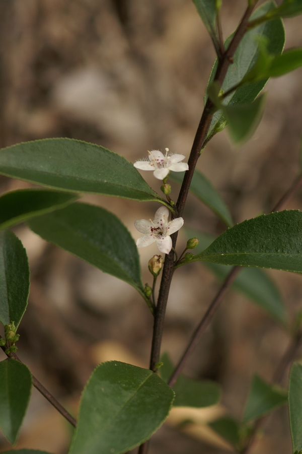 Myoporum petiolatum
